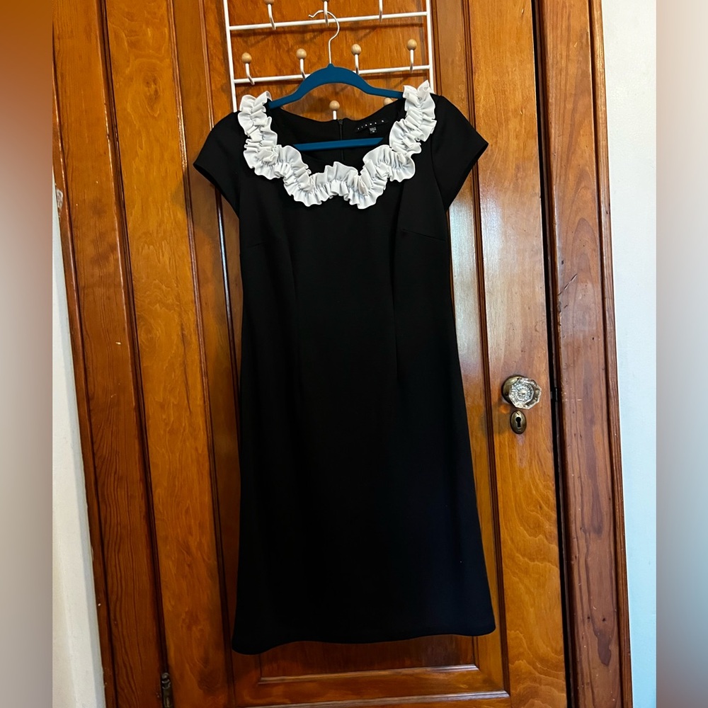 Medium Tiana B. Black Drew with White Ruffle around Collar